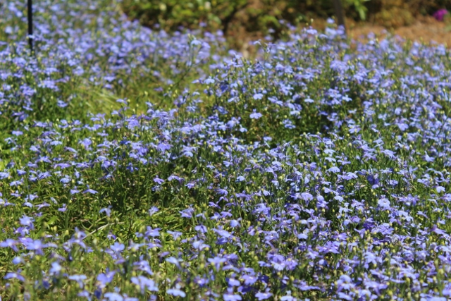 Lobelia Laguna Sky Bluejpg